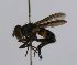  (Xanthomelanopsis CR 135 - INB0003365388)  @11 [ ] Unspecified (default): All Rights Reserved  Unspecified Unspecified