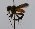  (Trichopoda Janzen8670 - INB0003478670)  @11 [ ] Unspecified (default): All Rights Reserved  Unspecified Unspecified