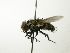  (Drino piceiventrisDHJ30 - INBIOCRI001968496)  @13 [ ] Unspecified (default): All Rights Reserved  Unspecified Unspecified