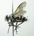  (Zelia Malaise2816 - Haber 000832)  @15 [ ] Unspecified (default): All Rights Reserved  Unspecified Unspecified