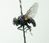  (Gnadochaeta - Haber 000838)  @14 [ ] Unspecified (default): All Rights Reserved  Unspecified Unspecified