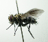  (Lixophaga fumipennis - Haber 000839)  @14 [ ] Unspecified (default): All Rights Reserved  Unspecified Unspecified