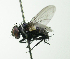  (Chaetonodexodes - Haber 000864)  @14 [ ] Unspecified (default): All Rights Reserved  Unspecified Unspecified