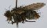 (Exoristoides Janzen1293 - INBIOCRI000266224)  @12 [ ] Unspecified (default): All Rights Reserved  Unspecified Unspecified