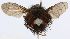  (Epalpus sp. 10b - INBIOCRI000406231)  @11 [ ] Unspecified (default): All Rights Reserved  Unspecified Unspecified