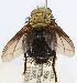  (Jurinella Janzen2167 - INBIOCRI000755371)  @12 [ ] Unspecified (default): All Rights Reserved  Unspecified Unspecified