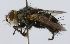  (Deopalpus Janzen1418 - INBIOCRI001690753)  @13 [ ] Unspecified (default): All Rights Reserved  Unspecified Unspecified