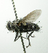  (Thelairodoriopsis sp. 1 - INBIOCRI001741254)  @11 [ ] Unspecified (default): All Rights Reserved  Unspecified Unspecified