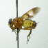  (Oestrophasia Janzen6370 - INBIOCRI001756370)  @11 [ ] Unspecified (default): All Rights Reserved  Unspecified Unspecified