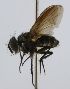  (Myiopharus Janzen2407 - INBIOCRI002110796)  @13 [ ] Unspecified (default): All Rights Reserved  Unspecified Unspecified