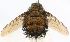  (Bombyliomyia Wood01 - INBIOCRI002173603)  @11 [ ] Unspecified (default): All Rights Reserved  Unspecified Unspecified
