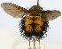  (Quadratosoma rufum - INBIOCRI002211688)  @11 [ ] Unspecified (default): All Rights Reserved  Unspecified Unspecified