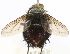  (Eujuriniodes assimilisDHJ01 - INBIOCRI002460279)  @13 [ ] Unspecified (default): All Rights Reserved  Unspecified Unspecified