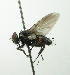  (Ebenia sp. 2 - INBIOCRI002482000)  @11 [ ] Unspecified (default): All Rights Reserved  Unspecified Unspecified