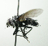  (Thelairodoria - INBIOCRI002497260)  @15 [ ] Unspecified (default): All Rights Reserved  Unspecified Unspecified