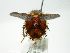  (Epalpus Janzen0631 - INBIOCRI002497910)  @12 [ ] Unspecified (default): All Rights Reserved  Unspecified Unspecified