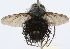  (Cryptopalpus Janzen5744 - INBIOCRI002503403)  @12 [ ] Unspecified (default): All Rights Reserved  Unspecified Unspecified