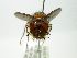  (Epalpus sp. 13a - INBIOCRI002545583)  @11 [ ] Unspecified (default): All Rights Reserved  Unspecified Unspecified