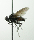  (Ebenia sp. 1 - inb0003094753)  @11 [ ] Unspecified (default): All Rights Reserved  Unspecified Unspecified