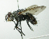  (Copecrypta Wood01 - inb0003120413)  @15 [ ] Unspecified (default): All Rights Reserved  Unspecified Unspecified