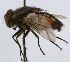  (Mystacomyia - inb0003152634)  @11 [ ] Unspecified (default): All Rights Reserved  Unspecified Unspecified