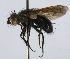  (Copecrypta Janzen5869 - inb0003310453)  @12 [ ] Unspecified (default): All Rights Reserved  Unspecified Unspecified
