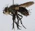  (Copecrypta Janzen5870 - inb0003312017)  @13 [ ] Unspecified (default): All Rights Reserved  Unspecified Unspecified