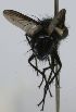  (Gymnomma Janzen1983 - inb0003321935)  @11 [ ] Unspecified (default): All Rights Reserved  Unspecified Unspecified