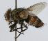  (Mystacomyia sp. 1 - inb0003321968)  @11 [ ] Unspecified (default): All Rights Reserved  Unspecified Unspecified