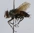  (Telothyria cupreiventris - inb0003334106)  @11 [ ] Unspecified (default): All Rights Reserved  Unspecified Unspecified