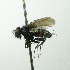  (Ebenia claripennis - inb0003788924)  @11 [ ] Unspecified (default): All Rights Reserved  Unspecified Unspecified