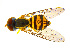  (Toxomerus geminatus - BIOUG14576-A01)  @15 [ ] CreativeCommons - Attribution Non-Commercial Share-Alike (2011) M. Alex Smith University of Guelph
