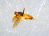  ( - BIOUG14577-D04)  @12 [ ] CreativeCommons - Attribution Non-Commercial Share-Alike (2011) M. Alex Smith University of Guelph