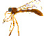  (Tipulogaster - BIOUG14582-F07)  @14 [ ] CreativeCommons - Attribution Non-Commercial Share-Alike (2011) M. Alex Smith University of Guelph