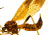  ( - BIOUG14582-G11)  @11 [ ] CreativeCommons - Attribution Non-Commercial Share-Alike (2011) M. Alex Smith University of Guelph