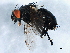  ( - BIOUG01392-F09)  @14 [ ] CreativeCommons - Attribution (2012) CBG Photography Group Centre for Biodiversity Genomics