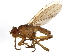  (Lutomyia - BIOUG01392-H09)  @15 [ ] CreativeCommons - Attribution (2012) CBG Photography Group Centre for Biodiversity Genomics