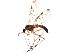  (Sylvicola cinctus - BIOUG01402-E12)  @15 [ ] CreativeCommons - Attribution (2012) CBG Photography Group Centre for Biodiversity Genomics