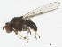  ( - BIOUG01403-F05)  @13 [ ] CreativeCommons - Attribution (2012) CBG Photography Group Centre for Biodiversity Genomics