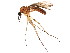  ( - BIOUG01422-B01)  @14 [ ] CreativeCommons - Attribution (2012) CBG Photography Group Centre for Biodiversity Genomics