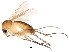  (Brevicornu beatum - BIOUG01422-F09)  @14 [ ] CreativeCommons - Attribution (2012) CBG Photography Group Centre for Biodiversity Genomics