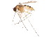  ( - BIOUG01422-G02)  @13 [ ] CreativeCommons - Attribution (2012) CBG Photography Group Centre for Biodiversity Genomics