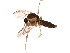  (Forcipomyia bipunctata - BIOUG01423-F06)  @15 [ ] CreativeCommons - Attribution (2012) CBG Photography Group Centre for Biodiversity Genomics
