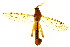 ( - BIOUG01427-A11)  @13 [ ] CreativeCommons - Attribution (2012) CBG Photography Group Centre for Biodiversity Genomics