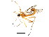  ( - BIOUG01427-B02)  @14 [ ] CreativeCommons - Attribution (2012) CBG Photography Group Centre for Biodiversity Genomics