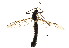  ( - BIOUG01427-B03)  @13 [ ] CreativeCommons - Attribution (2012) CBG Photography Group Centre for Biodiversity Genomics