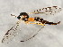  ( - BIOUG01427-B11)  @13 [ ] CreativeCommons - Attribution (2012) CBG Photography Group Centre for Biodiversity Genomics