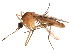  ( - BIOUG01459-C10)  @12 [ ] CreativeCommons - Attribution (2012) CBG Photography Group Centre for Biodiversity Genomics