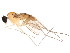  ( - BIOUG01459-F09)  @13 [ ] CreativeCommons - Attribution (2012) CBG Photography Group Centre for Biodiversity Genomics