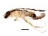  ( - BIOUG01459-G04)  @13 [ ] CreativeCommons - Attribution (2012) CBG Photography Group Centre for Biodiversity Genomics